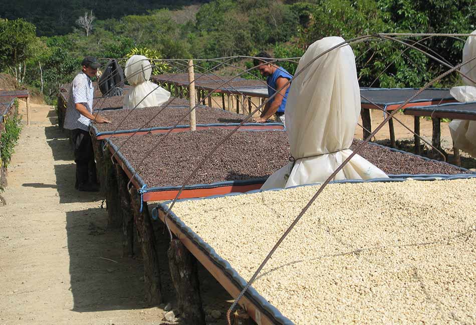 Salcher Kaffee: Costa Rica
