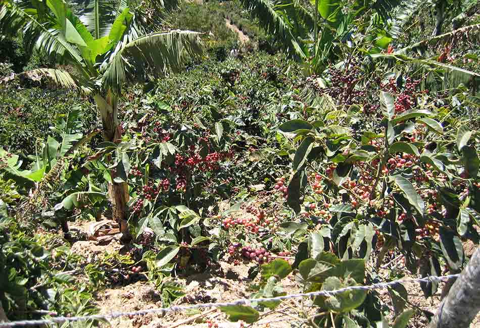 Salcher Kaffee: Costa Rica